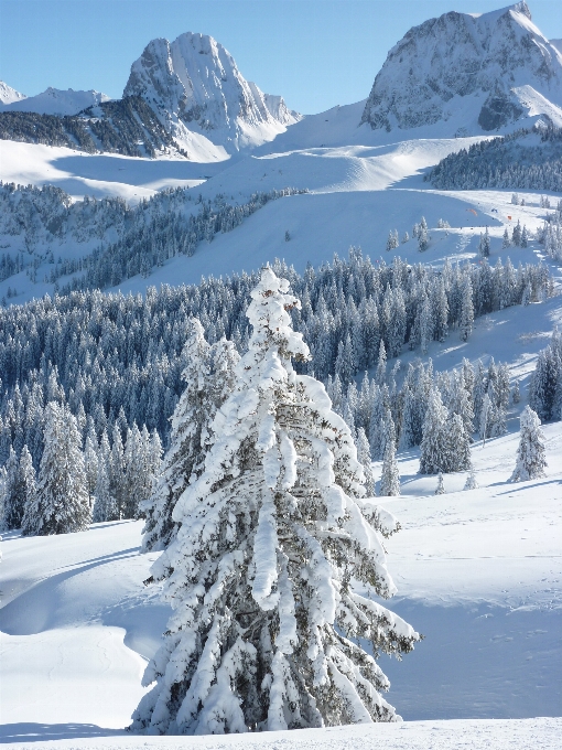 Arbre montagne neige froid