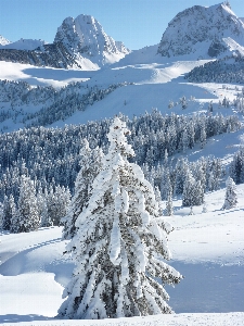 Tree mountain snow cold Photo