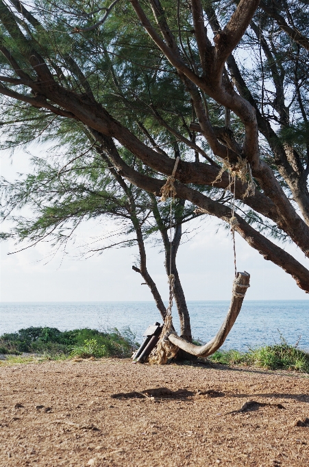 Landschaft baum natur zweig