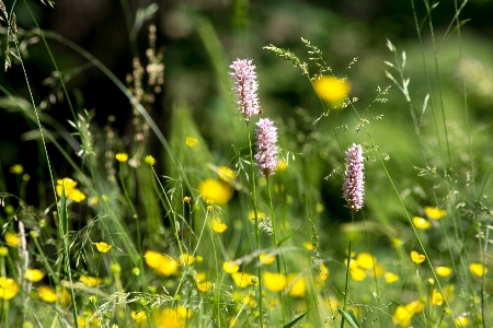 Photo Nature herbe usine champ