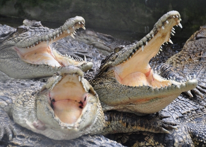 Foto Animais selvagens réptil fauna crocodilo