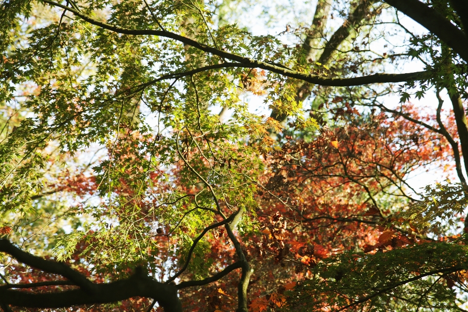 Tree forest branch plant