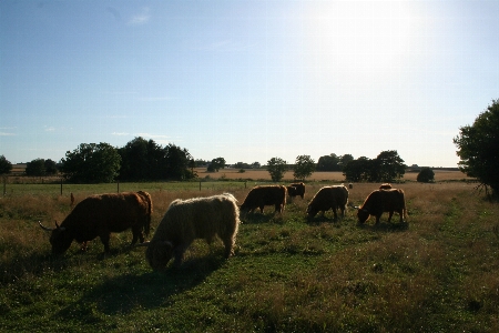 Landscape grass field farm Photo