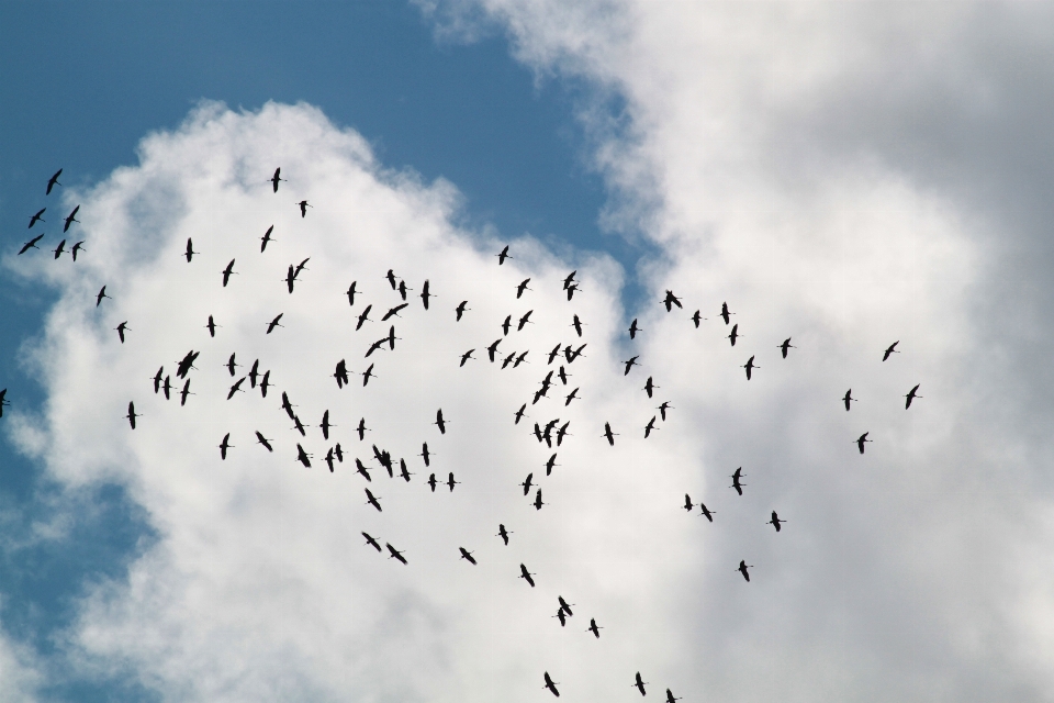 Naturaleza pájaro ala nube