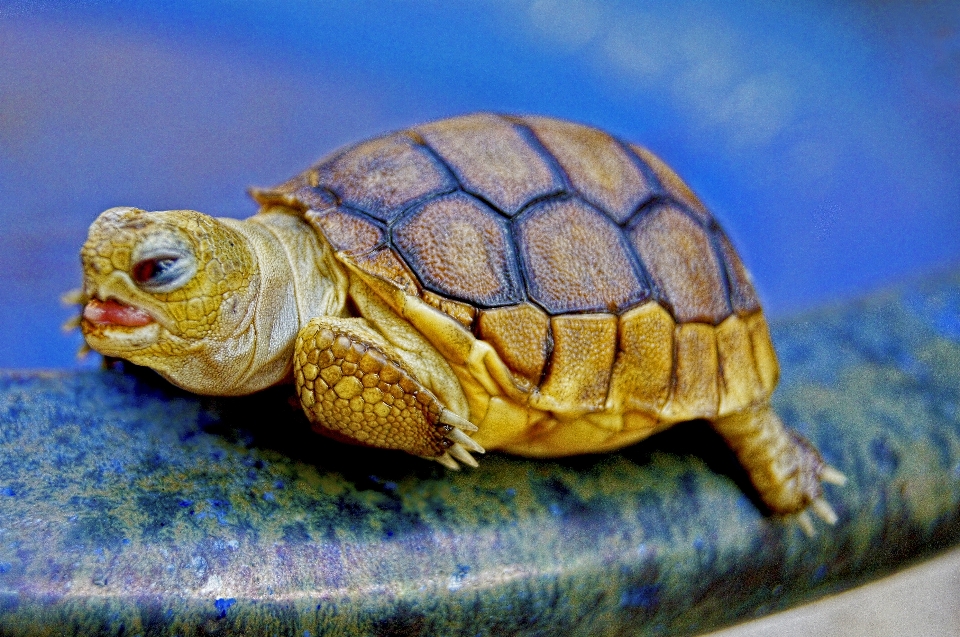 Animal azul tortuga reptil