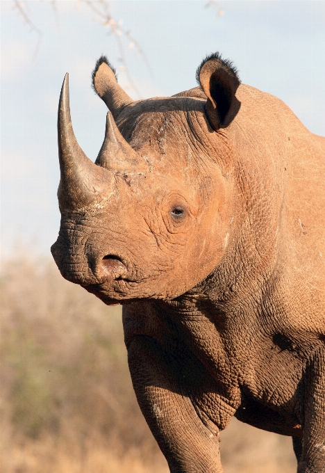 Natur tier tierwelt horn