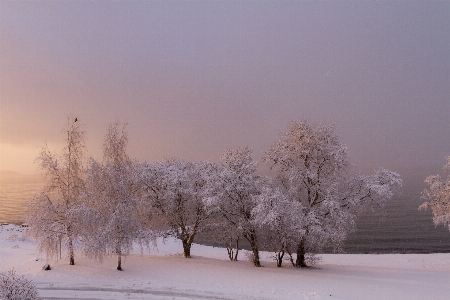 ビーチ 海 木 雪 写真