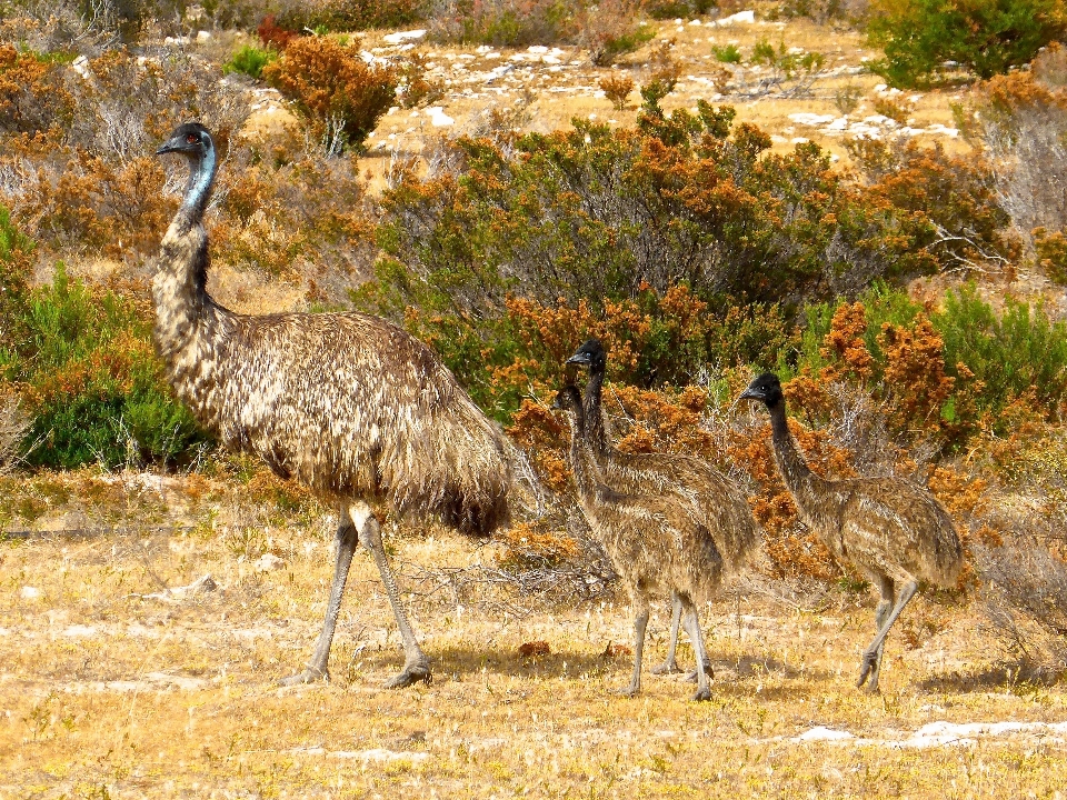 Naturaleza pájaro fauna silvestre aviar
