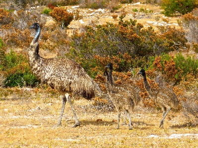 Photo Nature oiseau faune aviaire
