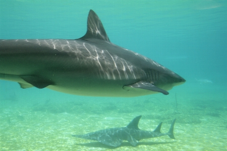 Underwater biology aquatic fish Photo