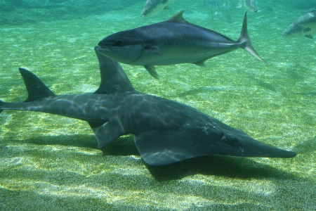 水中 生物学 魚 fauna 写真