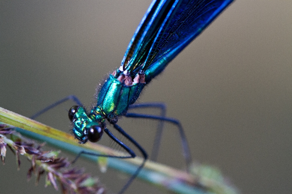 Naturaleza ala fotografía color