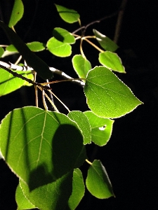 Foto Albero natura ramo pianta