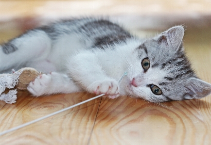 Foto Manis anak anjing imut-imut peliharaan