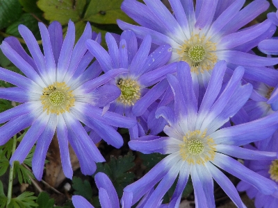 Blossom plant flower purple Photo