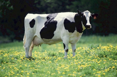 Grass field farm meadow Photo