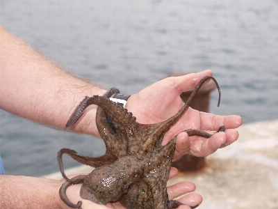 Foto Mano pesca frutti di mare invertebrato