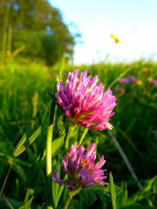 Foto Natura erba fiore pianta