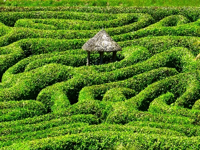 植物 分野 芝生 花 写真