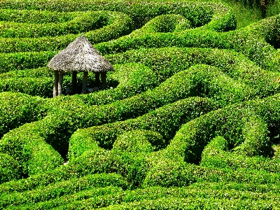 木 植物 分野 芝生 写真