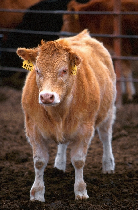 Cultiver debout rural vache