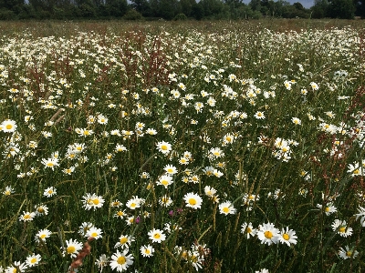 Nature grass plant field Photo