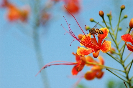 Nature branch blossom plant Photo