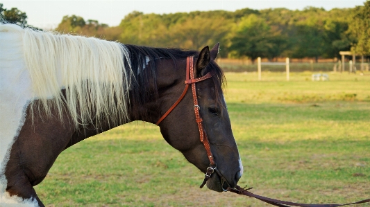 Foto Animal pastar
 caballo rienda
