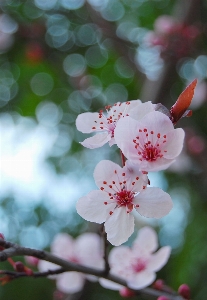 木 ブランチ 花 植物 写真