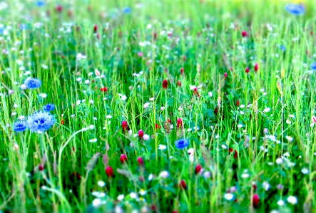 Water nature grass dew Photo