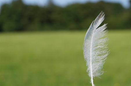 Landscape nature grass bird Photo