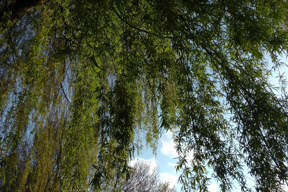 Arbre nature forêt bifurquer