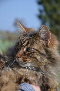 Grass animal wildlife kitten Photo