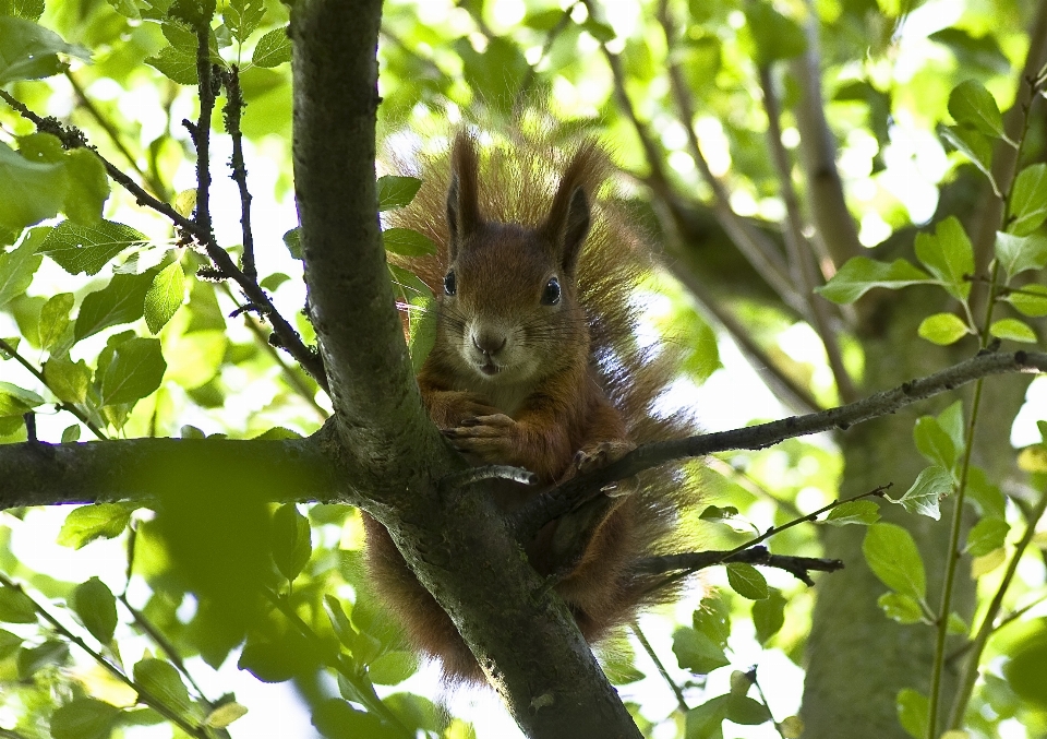 Drzewo natura oddział dzikiej przyrody