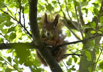 Foto Albero natura ramo animali selvatici