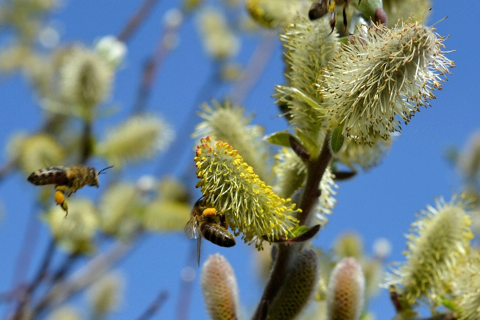 Albero natura ramo fiore