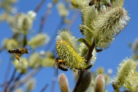 Baum natur zweig blüte Foto