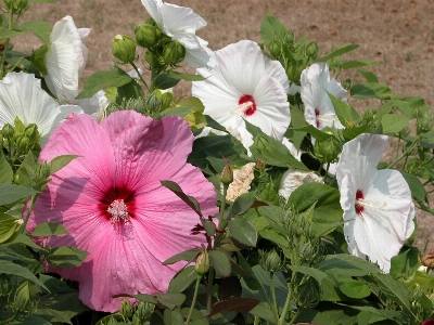 Blossom plant white flower Photo