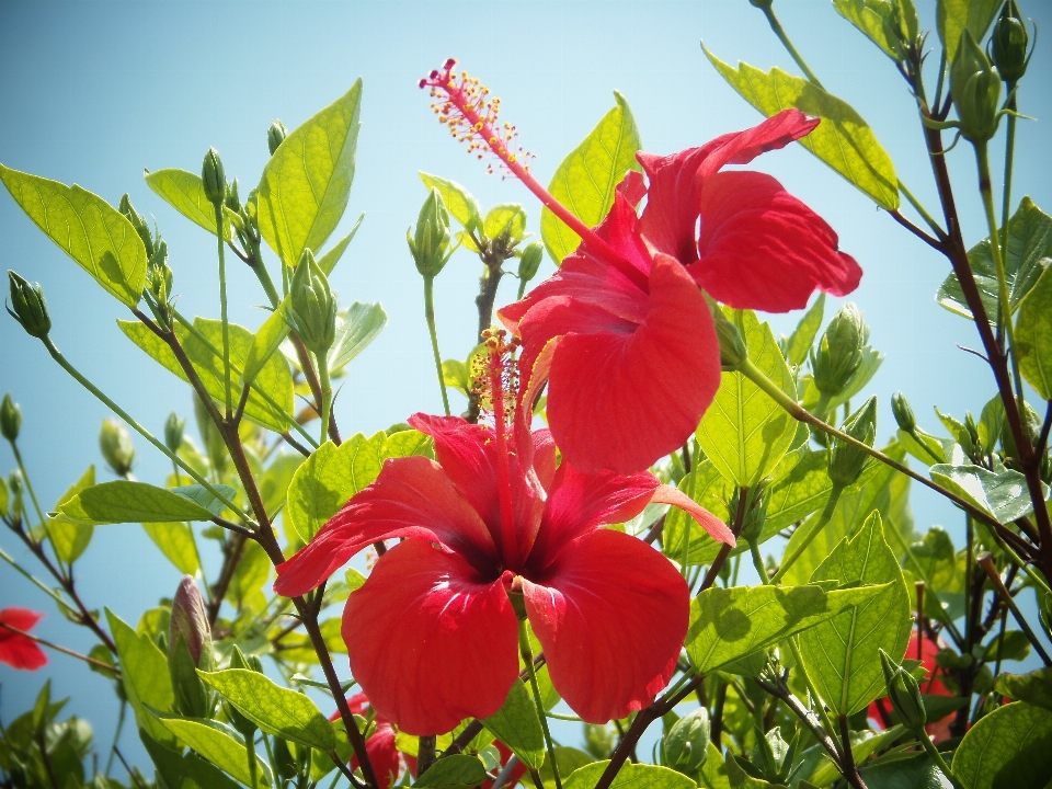 Natur blüte anlage blatt