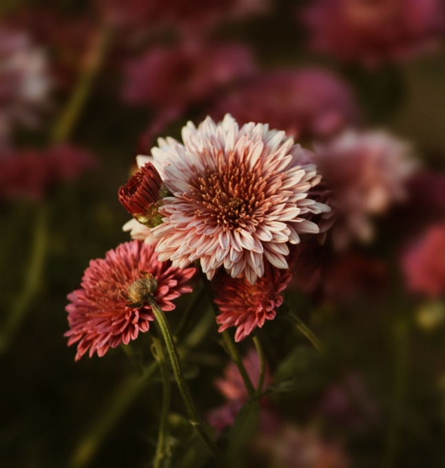 Blüte anlage blume blütenblatt