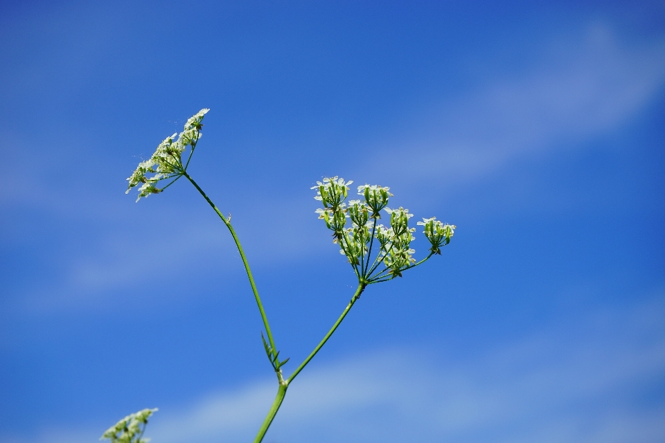 Nature grass branch blossom