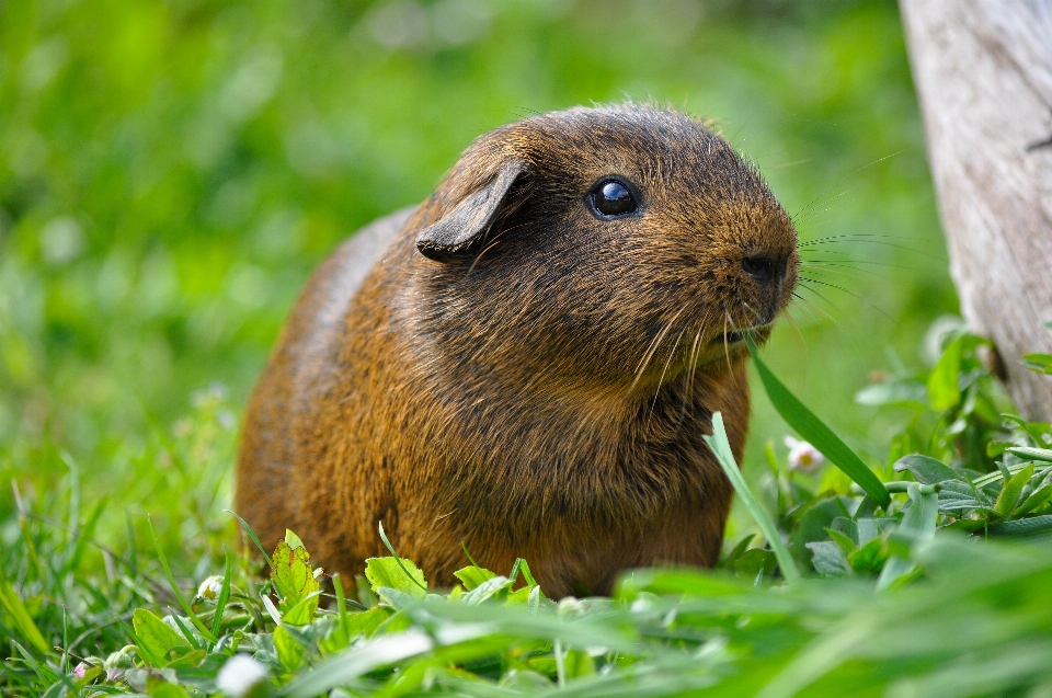 Nature herbe animal faune