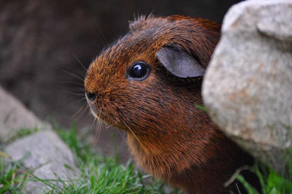 Natura erba carino animali selvatici