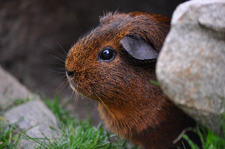 Nature grass cute wildlife Photo