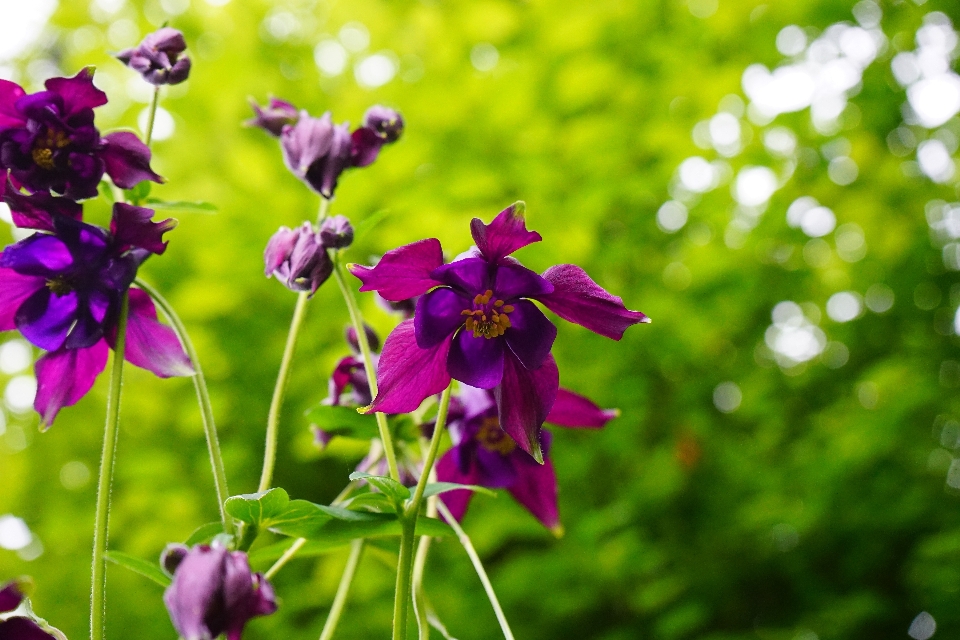 Nature fleurir usine prairie
