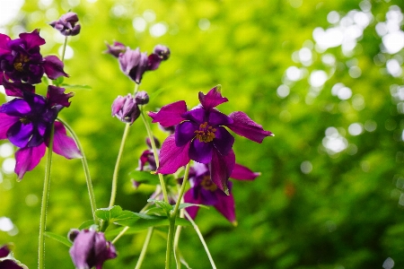 Photo Nature fleurir usine prairie
