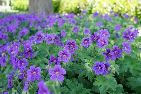 Blossom plant flower purple Photo