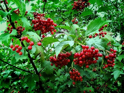 Plant fruit berry flower Photo