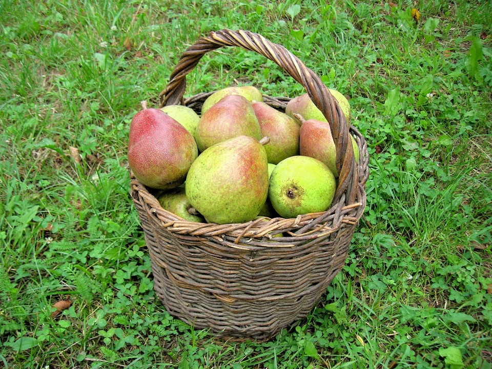 Apple albero ramo pianta