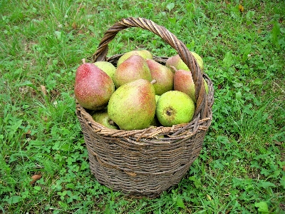 Apple tree branch plant Photo